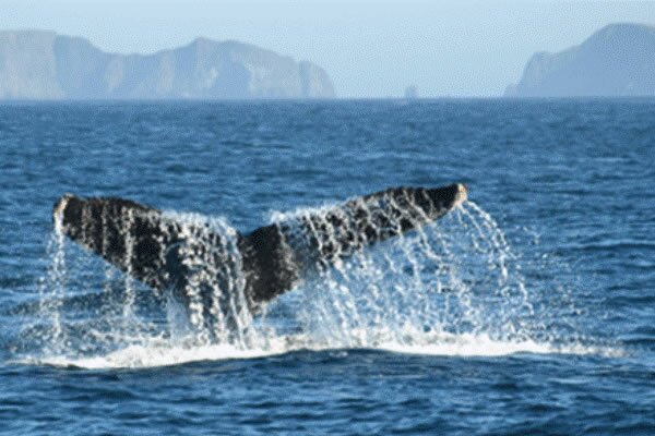 Sanctuary Available to All Guests, of course.